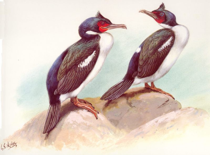 Cormorants (Phalacrocorax sp.) {!--가마우지류-->; DISPLAY FULL IMAGE.