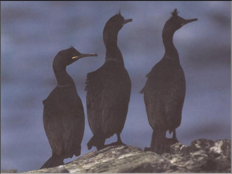 European Shag (Phalacrocorax aristotelis) {!--유럽가마우지-->; DISPLAY FULL IMAGE.
