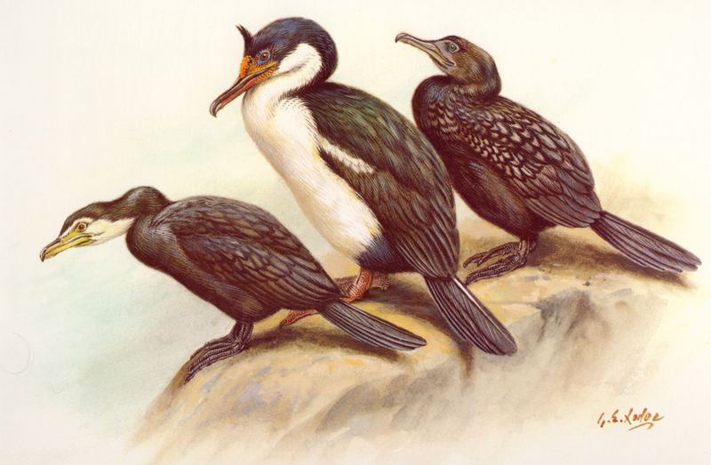 Little Pied Cormorant (Phalacrocorax melanoleucos) {!--쇠흰배가마우지-->; DISPLAY FULL IMAGE.