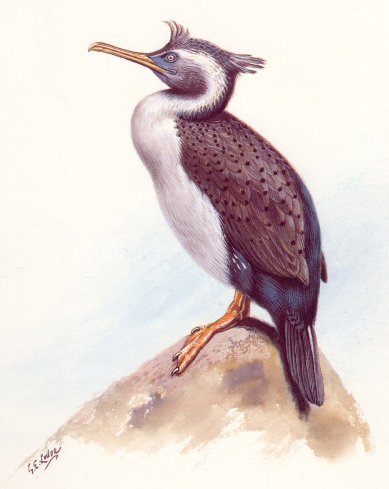 Spotted Shag (Phalacrocorax punctatus) {!--점박이가마우지-->; DISPLAY FULL IMAGE.