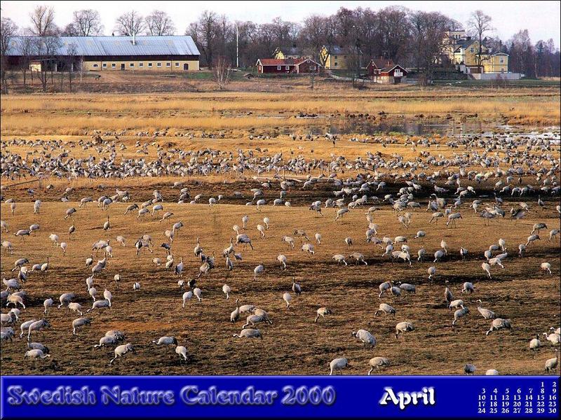 Common Crane (Grus grus) {!--유럽 두루미-->; DISPLAY FULL IMAGE.