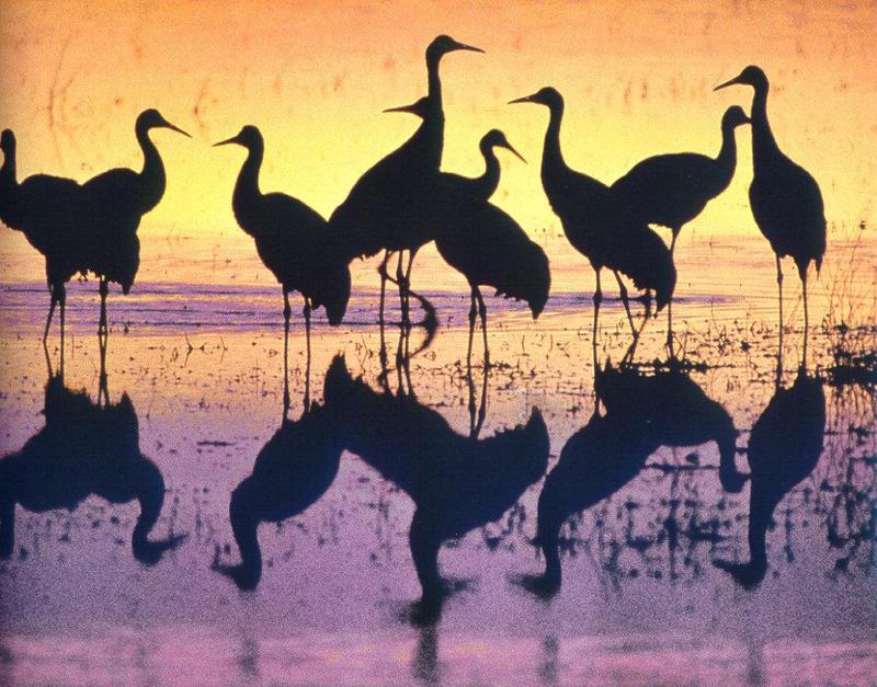 Crane (Gruidae) {!--두루미과-->; DISPLAY FULL IMAGE.