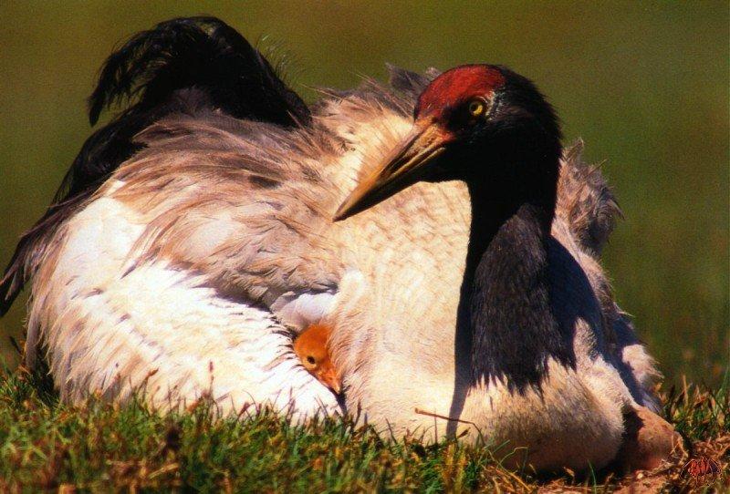 Black-necked Crane (Grus nigricollis) [검은꼬리두루미]; DISPLAY FULL IMAGE.
