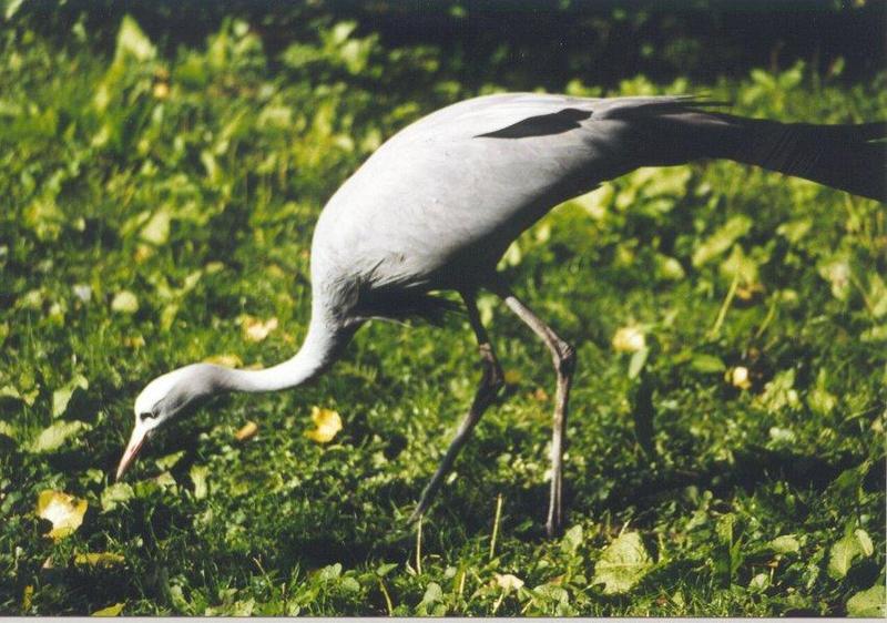 Blue Crane (Anthropoides paradisea) {!--낙원두루미-->; DISPLAY FULL IMAGE.