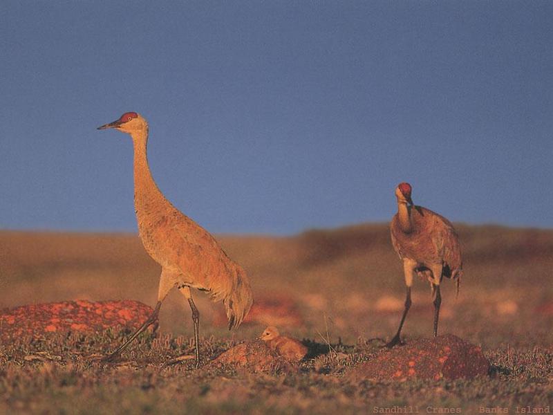 Sandhill Crane family (Grus canadensis) {!--캐나다두루미-->; DISPLAY FULL IMAGE.