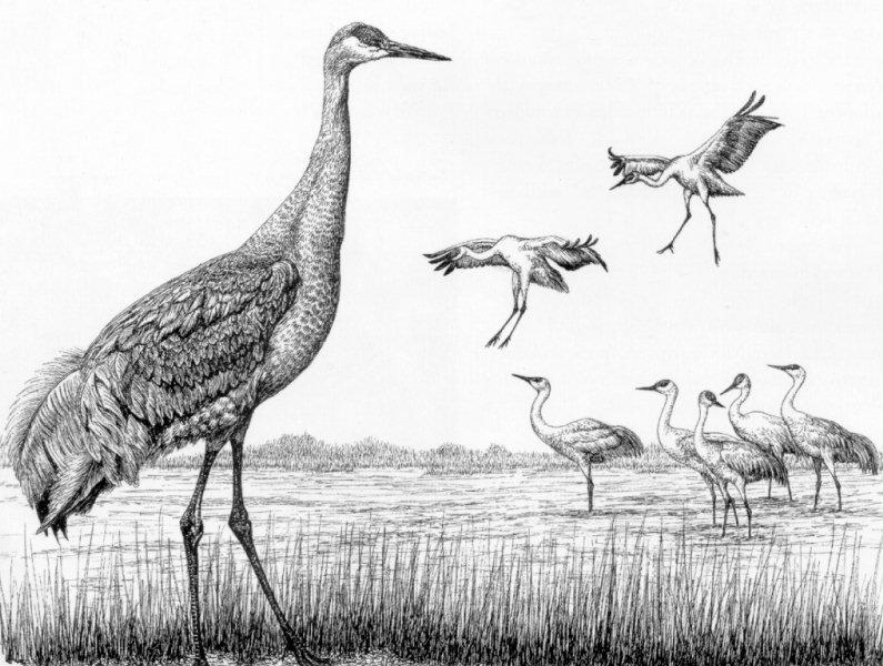 Sandhill Crane (Grus canadensis) {!--캐나다두루미-->; DISPLAY FULL IMAGE.