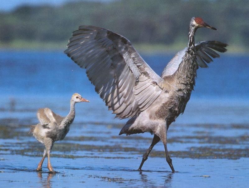 Sandhill Crane chick (Grus canadensis) {!--캐나다두루미-->; DISPLAY FULL IMAGE.