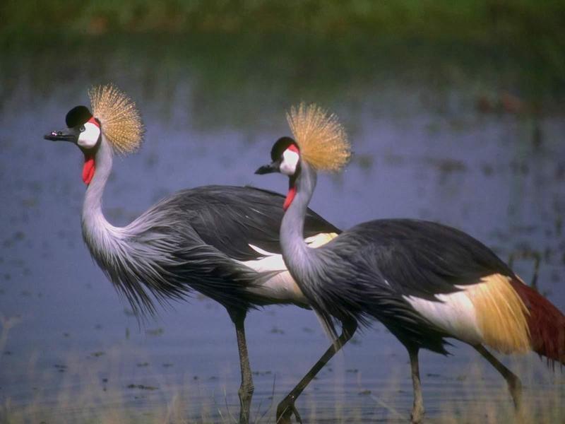 Grey Crowned-crane (Balearica regulorum) {!--회색관두루미-->; DISPLAY FULL IMAGE.