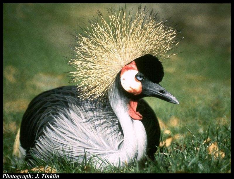 Grey Crowned-crane (Balearica regulorum) {!--회색관두루미-->; DISPLAY FULL IMAGE.