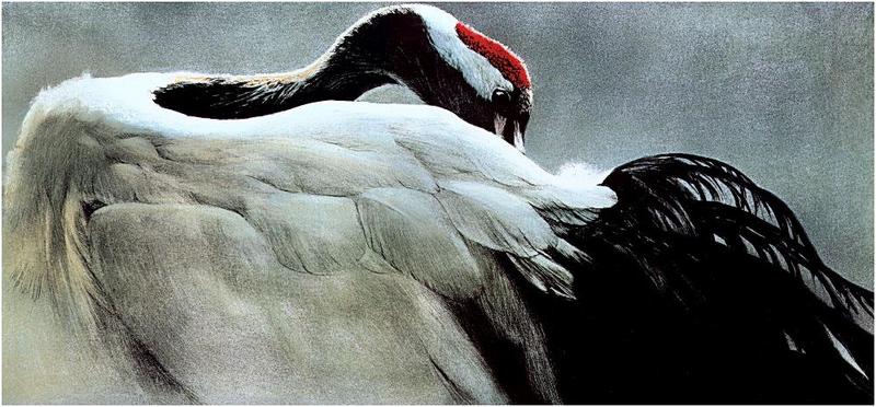 [Animal Art - Robert Bateman] Red-crowned Crane (Grus japonensis) {!--두루미-->; DISPLAY FULL IMAGE.