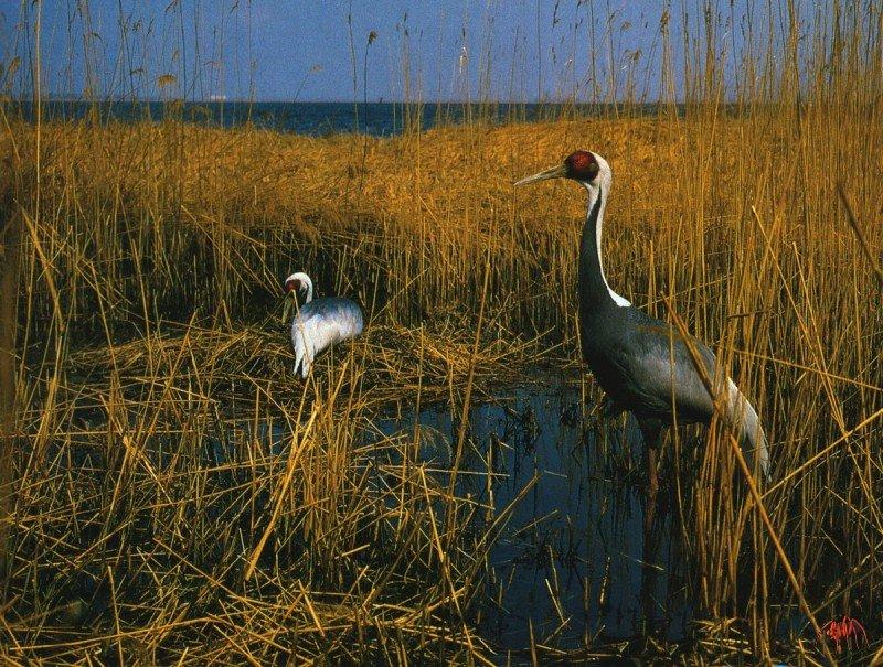 White-naped Crane (Grus vipio) {!--재두루미-->; DISPLAY FULL IMAGE.