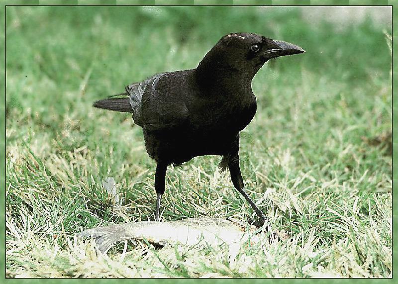 American Crow (Corvus brachyrhynchos) {!--아메리카까마귀-->; DISPLAY FULL IMAGE.