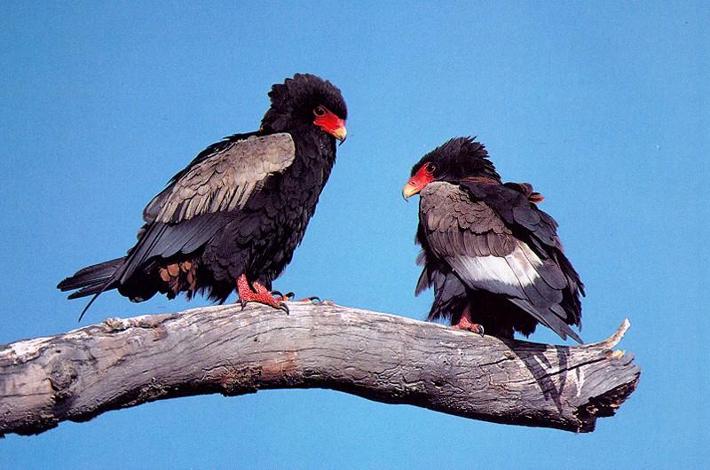 Bateleur pair (Terathopius ecaudatus) {!--아프리카붉은뺨수리-->; DISPLAY FULL IMAGE.