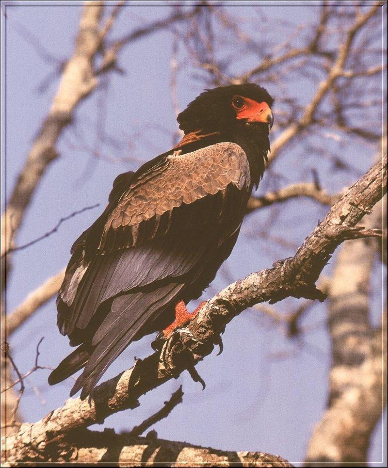 Bateleur (Terathopius ecaudatus) {!--아프리카붉은뺨수리-->; DISPLAY FULL IMAGE.