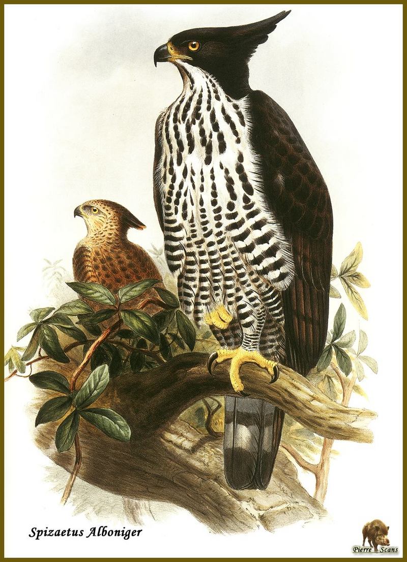 Blyth's Hawk-eagle (Spizaetus alboniger) {!--흑백뿔매-->; DISPLAY FULL IMAGE.