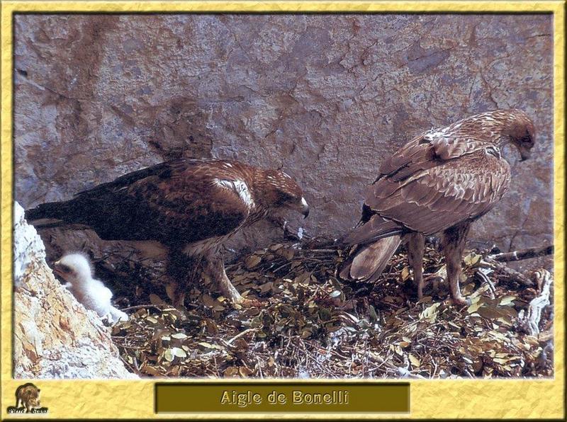 Bonelli's Eagle (Hieraaetus fasciatus) {!--점줄수리-->; DISPLAY FULL IMAGE.