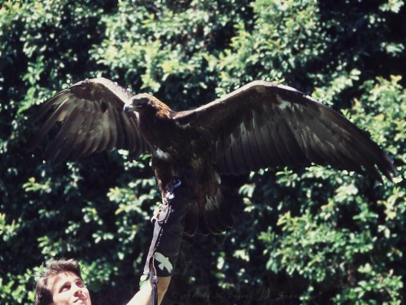 Golden Eagle (Aquila chrysaetos){!--검독수리-->; DISPLAY FULL IMAGE.