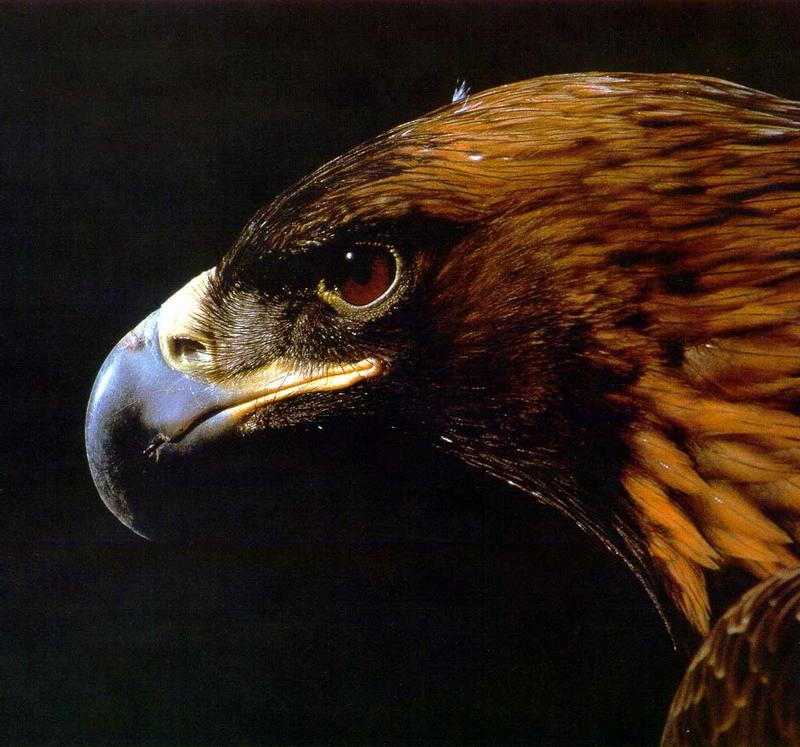 Golden Eagle (Aquila chrysaetos){!--검독수리-->; DISPLAY FULL IMAGE.