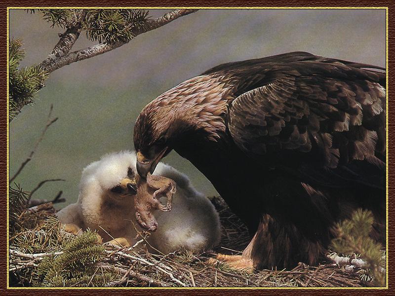 Golden Eagle (Aquila chrysaetos){!--검독수리-->; DISPLAY FULL IMAGE.