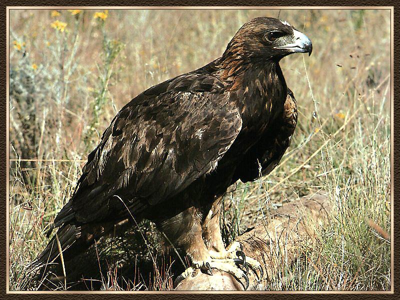 Golden Eagle (Aquila chrysaetos){!--검독수리-->; DISPLAY FULL IMAGE.