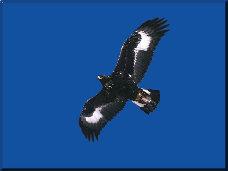 Golden Eagle (Aquila chrysaetos){!--검독수리-->; DISPLAY FULL IMAGE.