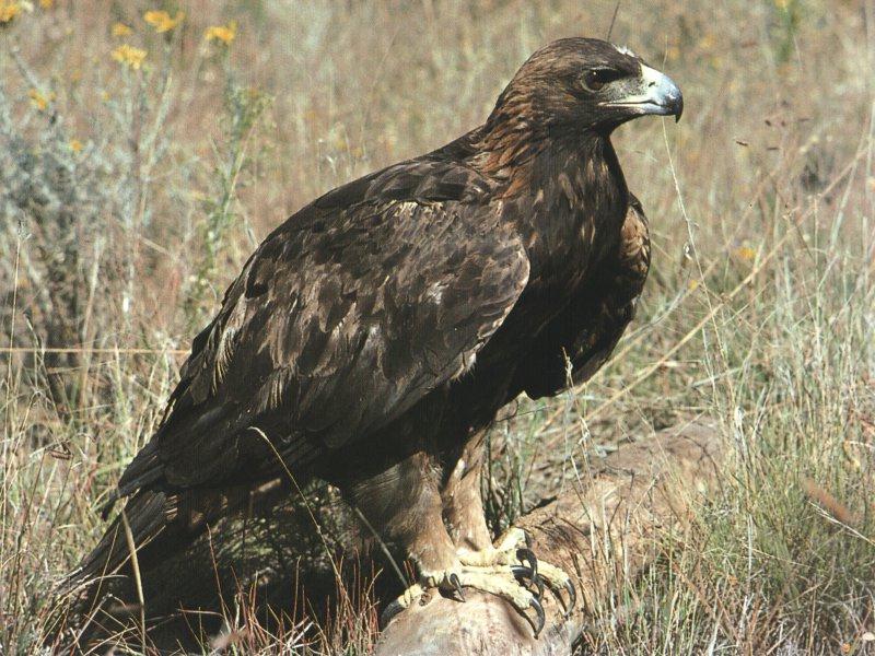 Golden Eagle (Aquila chrysaetos){!--검독수리-->; DISPLAY FULL IMAGE.