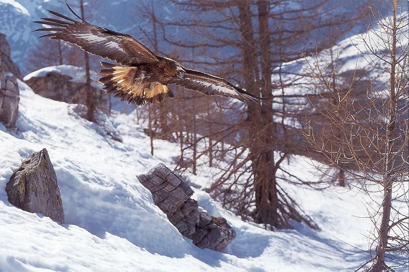 Golden Eagle (Aquila chrysaetos){!--검독수리-->; DISPLAY FULL IMAGE.
