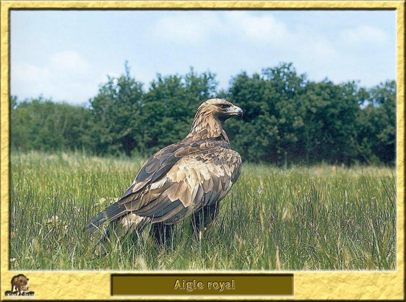 Golden Eagle (Aquila chrysaetos){!--검독수리-->; DISPLAY FULL IMAGE.