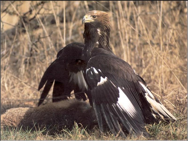 Golden Eagle (Aquila chrysaetos){!--검독수리-->; DISPLAY FULL IMAGE.