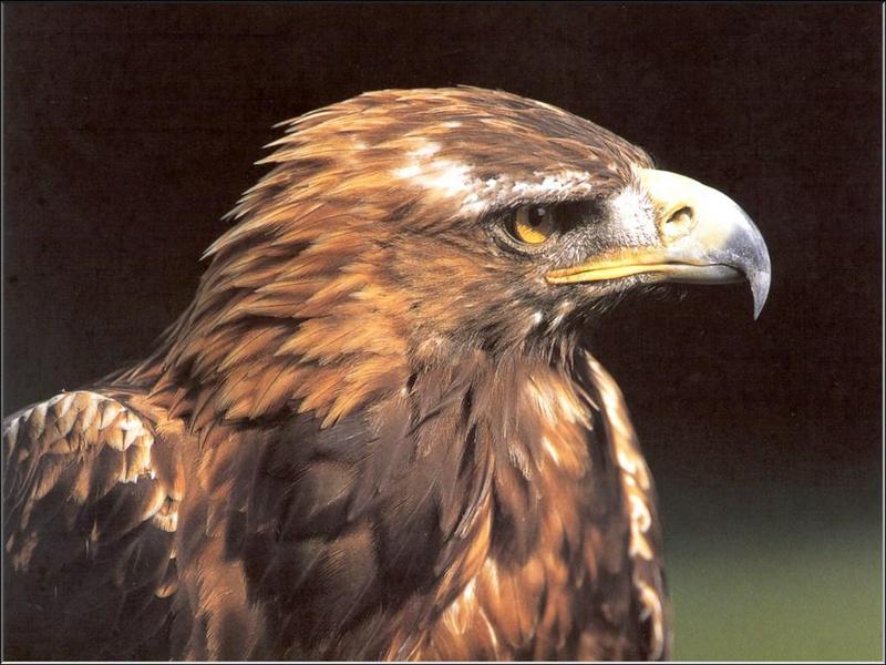 Golden Eagle (Aquila chrysaetos){!--검독수리-->; DISPLAY FULL IMAGE.