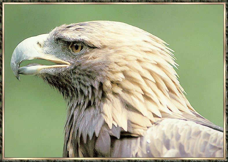 Golden Eagle (Aquila chrysaetos){!--검독수리-->; DISPLAY FULL IMAGE.