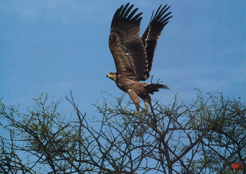 Eastern Imperial Eagle (Aquila heliaca) {!--흰죽지수리-->; DISPLAY FULL IMAGE.