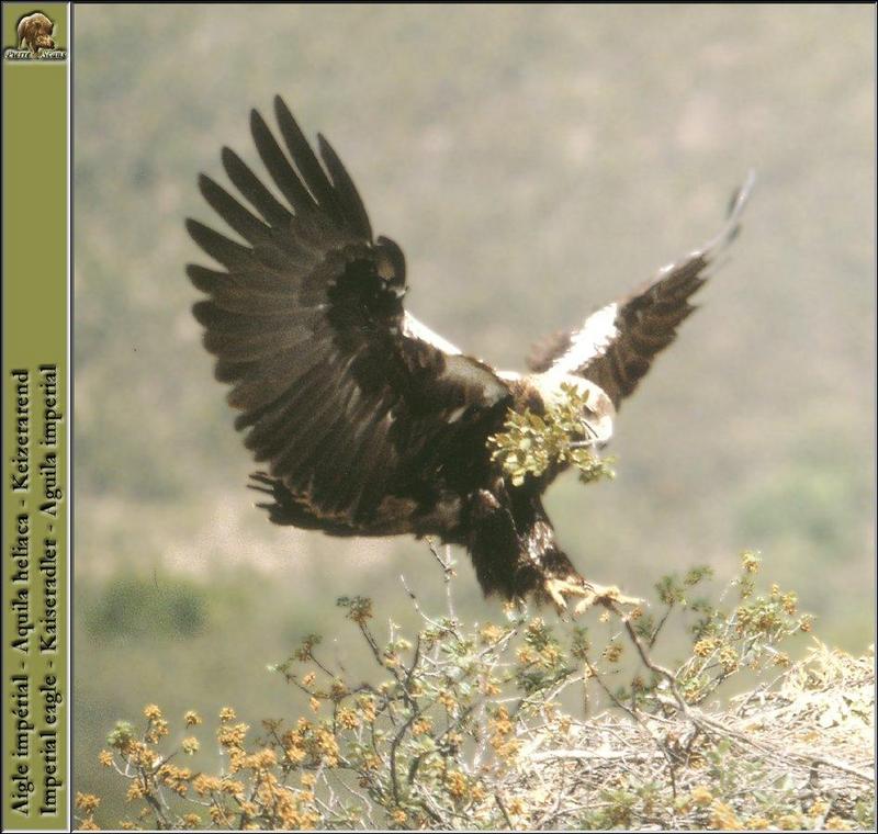 Eastern Imperial Eagle in flight (Aquila heliaca) {!--흰죽지수리-->; DISPLAY FULL IMAGE.