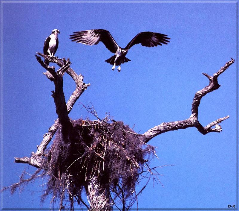 Osprey nest (Pandion haliaetus){!--물수리-->; DISPLAY FULL IMAGE.