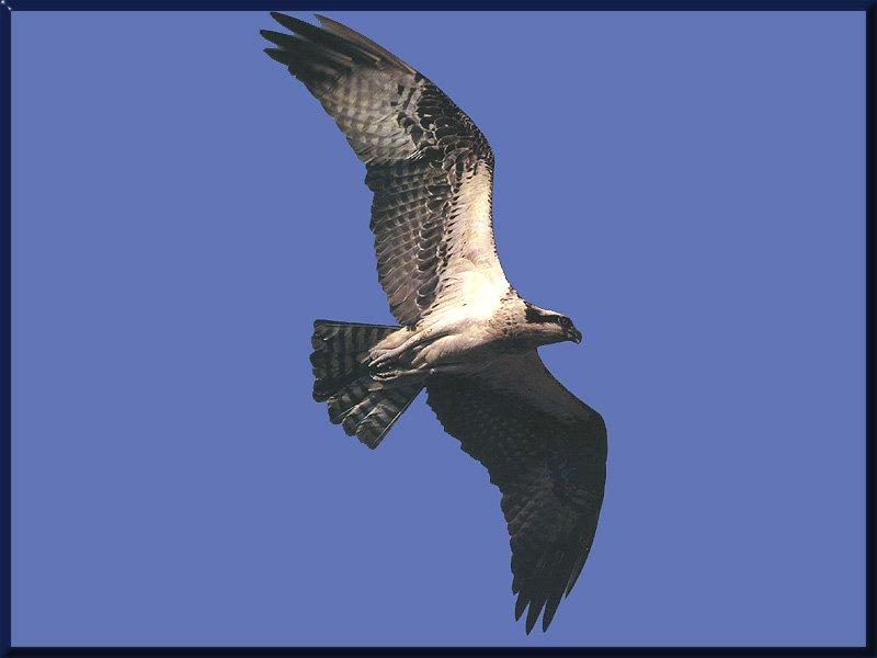 Osprey (Pandion haliaetus){!--물수리-->; DISPLAY FULL IMAGE.