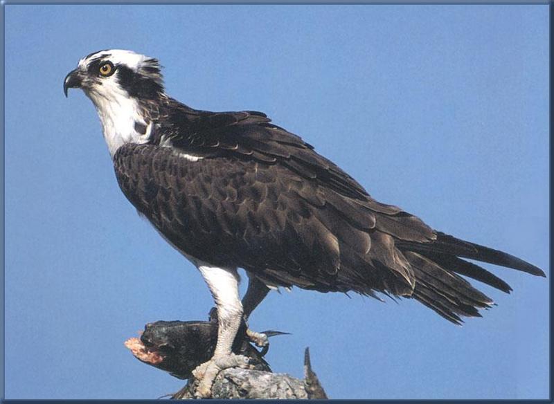 Osprey (Pandion haliaetus){!--물수리-->; DISPLAY FULL IMAGE.