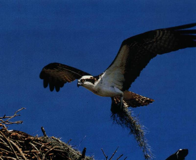 Osprey (Pandion haliaetus) {!--물수리-->; DISPLAY FULL IMAGE.