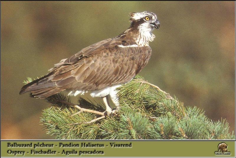Osprey (Pandion haliaetus) {!--물수리-->; DISPLAY FULL IMAGE.