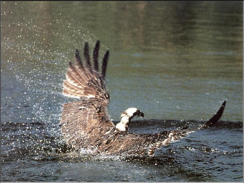 Osprey hunting (Pandion haliaetus) {!--물수리-->; DISPLAY FULL IMAGE.