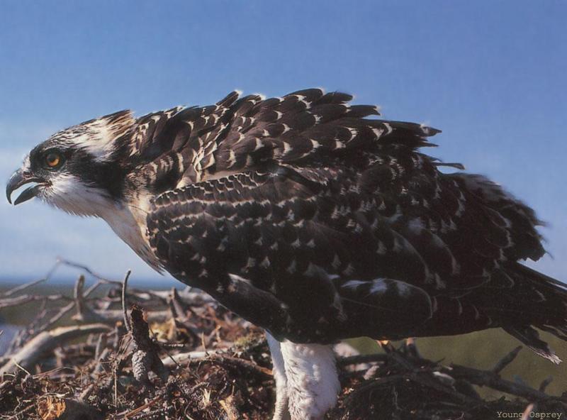 Osprey fledgling (Pandion haliaetus) {!--물수리-->; DISPLAY FULL IMAGE.