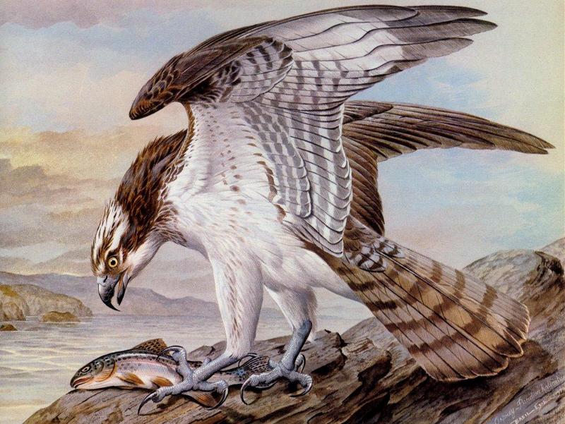 [Animal Art - Basil Ede] Osprey (Pandion haliaetus) {!--물수리-->; DISPLAY FULL IMAGE.