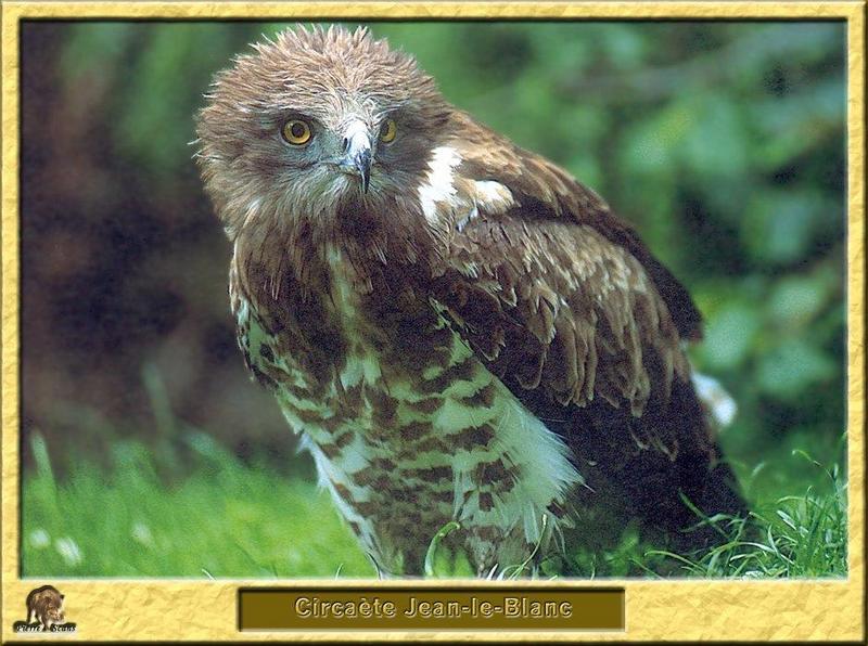 Short-toed Snake-Eagle (Circaetus gallicus) {!--민발톱뱀수리-->; DISPLAY FULL IMAGE.