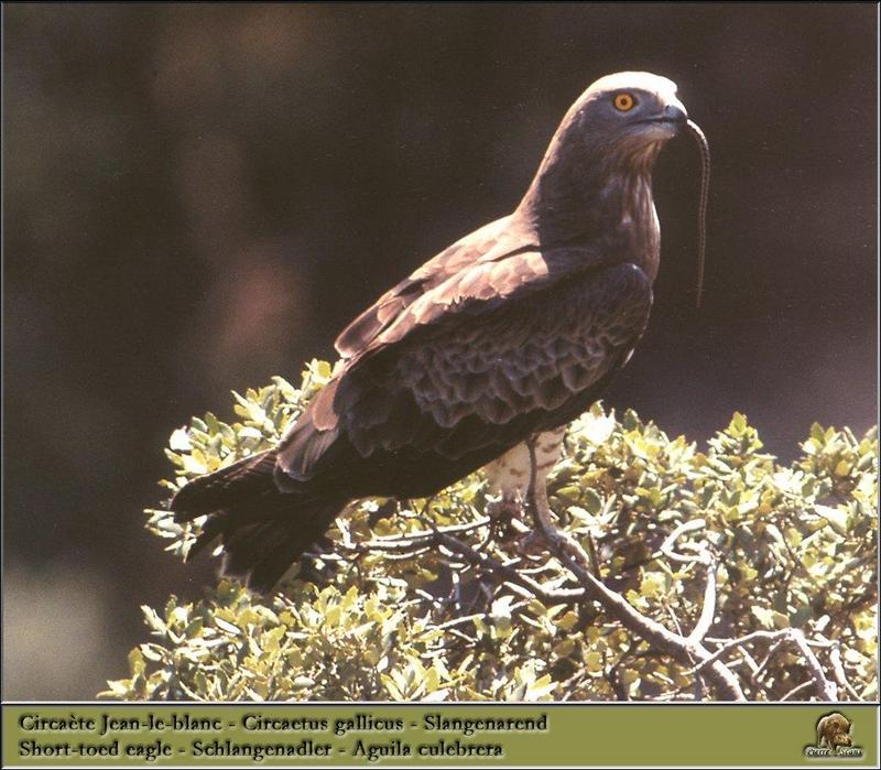 Short-toed Snake-Eagle (Circaetus gallicus) {!--민발톱뱀수리-->; DISPLAY FULL IMAGE.