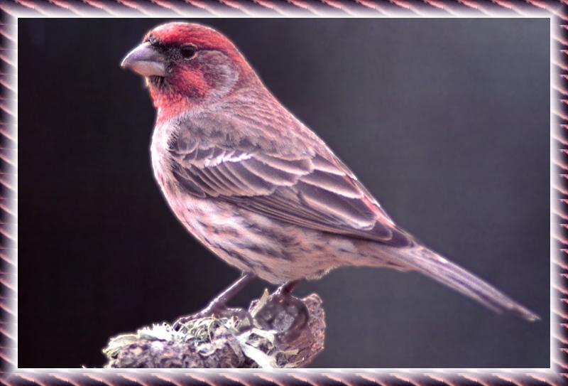 Finch (Fringillidae) {!--되새류-->; DISPLAY FULL IMAGE.