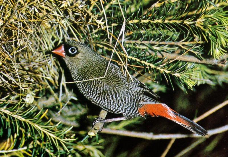 Beautiful Firetail (Stagonopleura bella) {!--큰붉은꼬리(밀랍부리류)-->; DISPLAY FULL IMAGE.