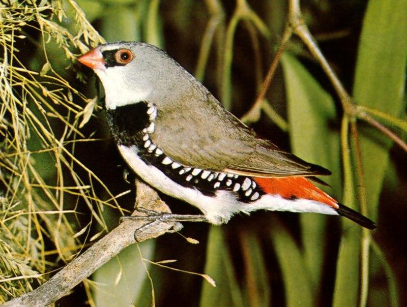 Diamond Firetail (Stagonopleura guttata) {!--다이아몬드붉은꼬리(밀랍부리류)-->; DISPLAY FULL IMAGE.