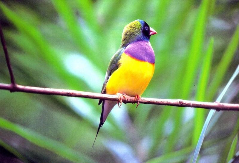 Gouldian Finch (Chloebia gouldiae) {!--호금조(胡錦鳥)-->; DISPLAY FULL IMAGE.