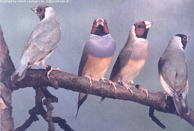 Gouldian Finch (Chloebia gouldiae) {!--호금조(胡錦鳥)-->; DISPLAY FULL IMAGE.