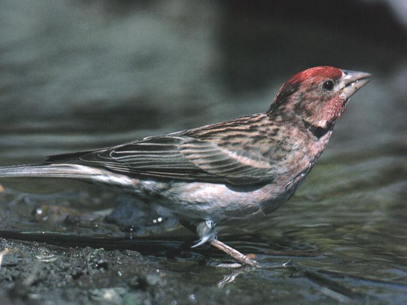 Cassin's Finch (Carpodacus cassinii) {!--카신양진이-->; DISPLAY FULL IMAGE.