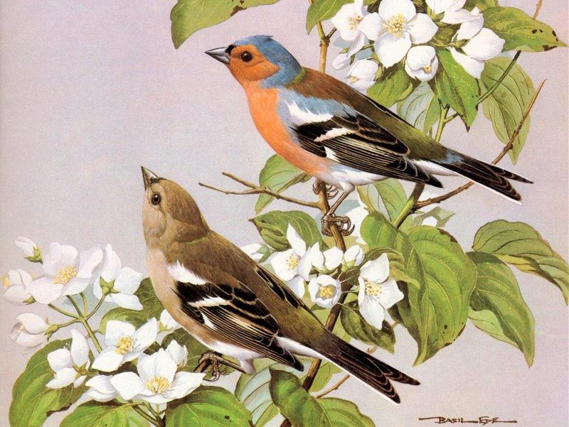[Animal Art - Basil Ede] Chaffinch (Fringilla coelebs) {!--흰날개되새-->; DISPLAY FULL IMAGE.